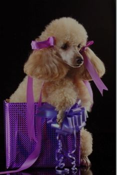 Next week, they'll get his hair dyed